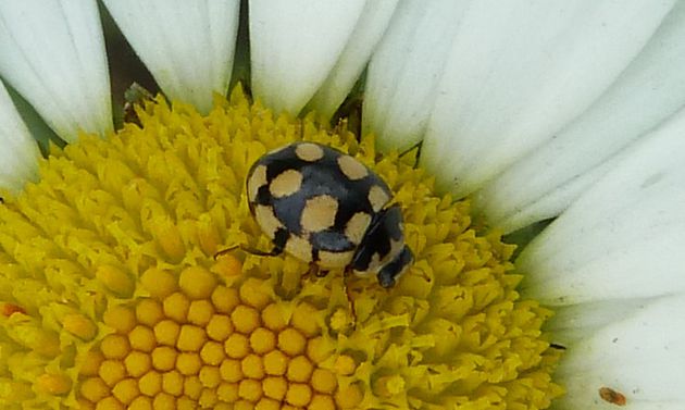 Schwarzgefleckter Marienkäfer   (Propylea quatuordecimpunctata)