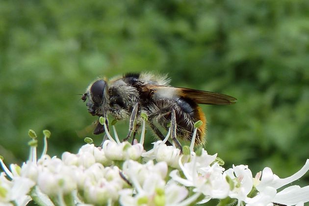 Bunte Erzschwebfliege (Cheilosia illustrata)
