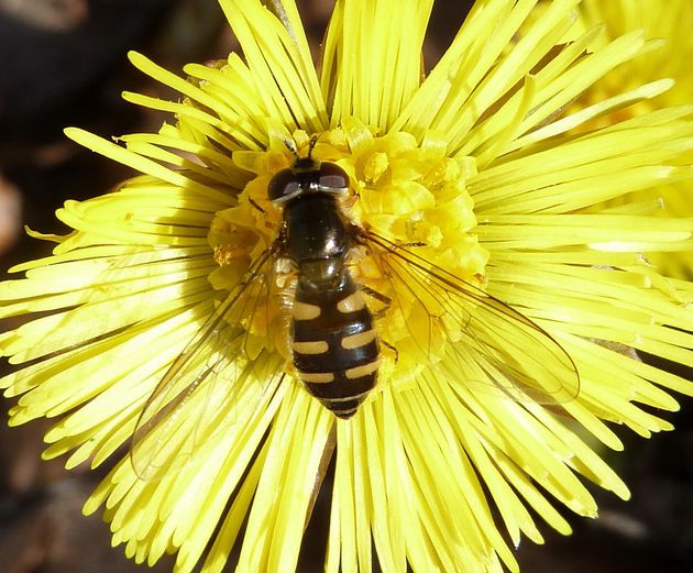 Frühe Frühlingsschwebfliege (Melangyna lasiophthalma)