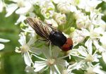 Gemeine Smaragdschwebfliege   (Chrysogaster solstitialis)