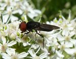 Gemeine Smaragdschwebfliege   (Chrysogaster solstitialis)
