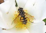 Gemeine Sonnenschwebfliege   (Helophilus pendulus)
