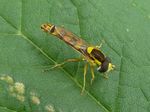 Gemeine Stiftschwebfliege (Sphaerophora scripta)