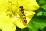 Gemeine Stiftschwebfliege   (Sphaerophoria scripta)