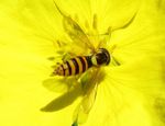 Gemeine Stiftschwebfliege w.   (Sphaerophoria scripta)