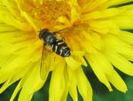 Gemeine Waldschwebfliege   (Dasysyrphus venustus)