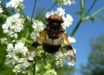 Gemeine Waldschwebfliege    (Volucella pellucens)