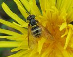 Gemeine Wespenschwebfliege   (Chrysotoxum cautum)