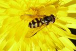 Gestreifte Waldschwebfliege   (Dasysyrphus albostriatus)