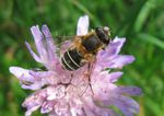 Glänzende Keilfleckschwebfliege   (Eristalis rupium)