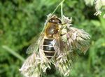 Glänzende Keilfleckschwebfliege   (Eristalis rupium)
