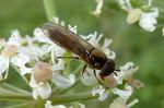 Glänzende Schwarzkopfschwebfliege   (Melanostoma mellinum)