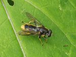 Goldhaar-Langbauchschwebfliege   (Xylota sylvarum)