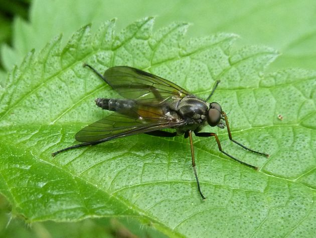 Schnepfenfliege   (Rhagio notatus)