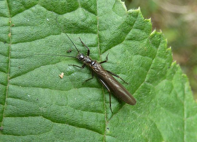Steinfliege   (Leuctra fusca)