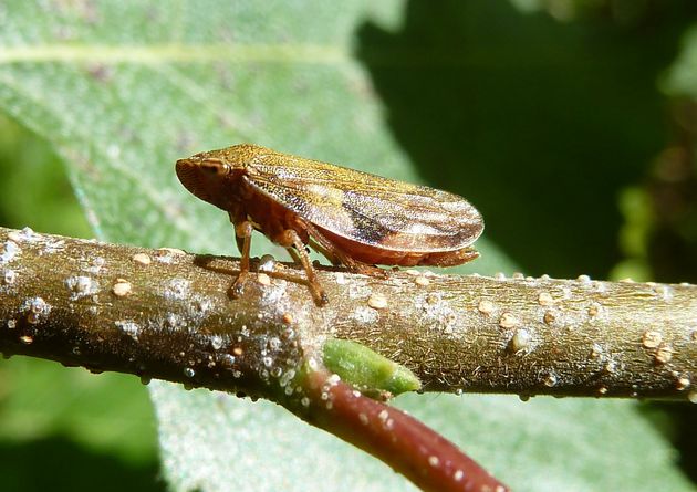 Erlenschaumzikade   (Aphrophora alni)