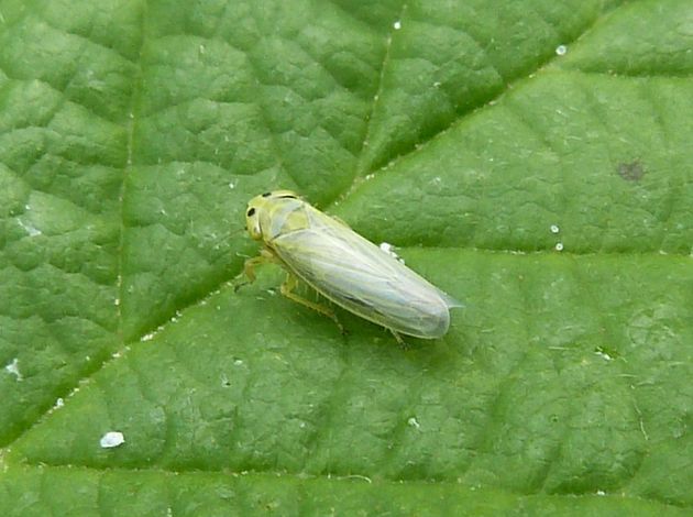Grüne Zwergzikade   (Cicadella viridis)