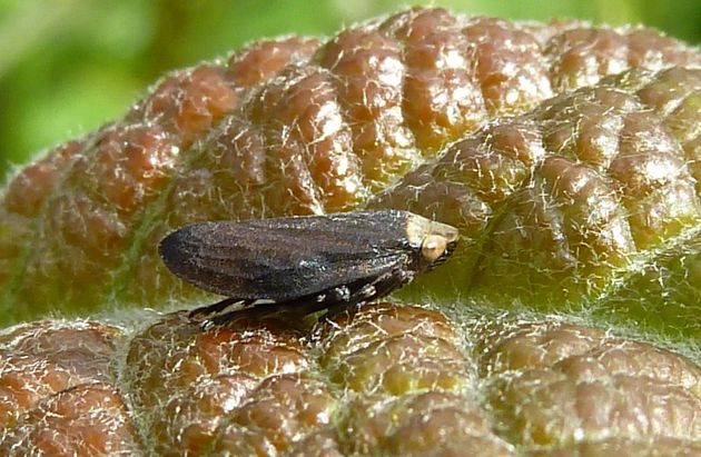 Wiesenschaumzikade   (Philaenus  spumarius)