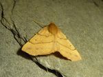 Federfühler-Herbstspanner w.  od. Haarrückenspanner   (Colotois pennaria)