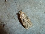 Flachleibmotte   (Agonopterix arenella) 
