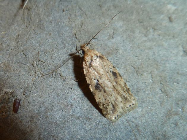 Flachleibmotte   (Agonopterix arenella) 