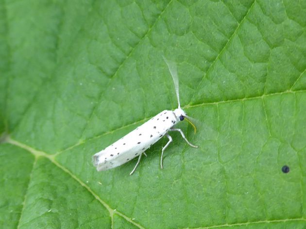 Pflaumen-Gespinstmotte   (Yponomeuta padella)