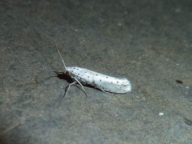 Pflaumen-Gespinstmotte   (Yponomeuta padella)