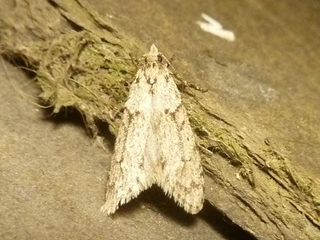 Buchenmotte   (Diurnea fagella)