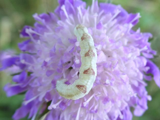 Raupe Satyr-Blütenspanner   (Epithecia satyrata)