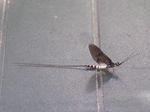 Gemeine Eintagsfliege   (Ephemera vulgata)