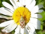 Rotgefleckte Weichwanze   (Calocoris roseomaculatus)