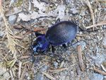 Blauvioletter Waldlaufkäfer   (Carabus problematicus)