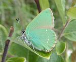 Grüner Zipfelfalter    (Callophrys rubi)