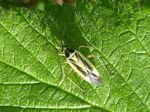 Zweifleck-Weichwanze   (Stenotus binotatus)