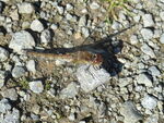 Gefleckte Heidelibelle w.    (Sympetrum flaveolum)  