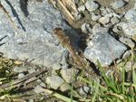 Gefleckte Heidelibelle w.    (Sympetrum fleveolum)