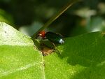 Grünblauer Prunkkäfer    (Lebia chlorocephala)