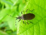 Randwanze    (Dicranocephalus agilis)