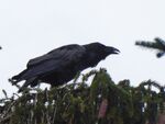 Kolkrabe   (Corvus corax)