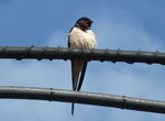  Rauchschwalbe   (Hirundo rustica)