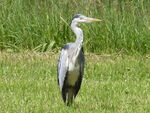  Graureiher   (Ardea cinerea)