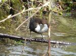 Wasseramsel   (Cinclus cincllus)