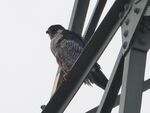 Wanderfalke   (Falco peregrinus)