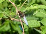 Plattbauch-Libelle m.   (Libellula depressa)