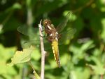 Plattbauch-Libelle w.   (Libellula depressa)