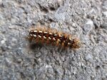 Raupe Ampfer-Rindeneulen-Raupe   (Acronicta rumicis)