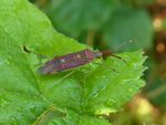 Weichwanze   (Pantilius tunicatus) 