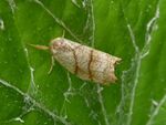 Birken-Sichelflügler   (Falcaria lacertinaria)