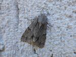 Dreizack-Pfeileule   (Acronicta tridens) 