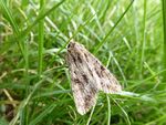 Große Grasbüscheleule   (Apamea monoglypha)